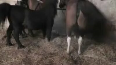 سکس زن ایرانی با سگ سکس اسب با اسب کس توسط اسب نابود شد